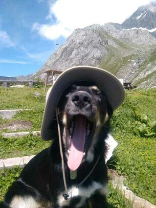 Dur vie de chien Dur vie de chien